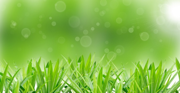 Chinese song-Grass-xiao cao-小草