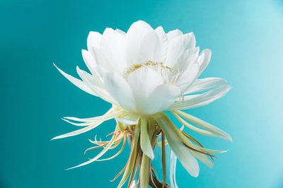 Chinese song-I love snowdrops-wo ai xue lian hua-我爱雪莲花