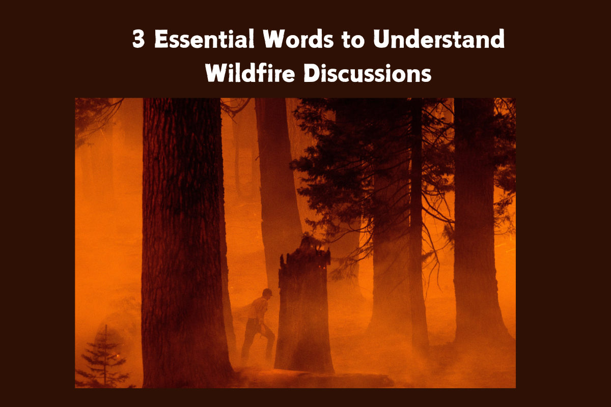 Wildfire Words in Action: How They're Used in Media and Reports